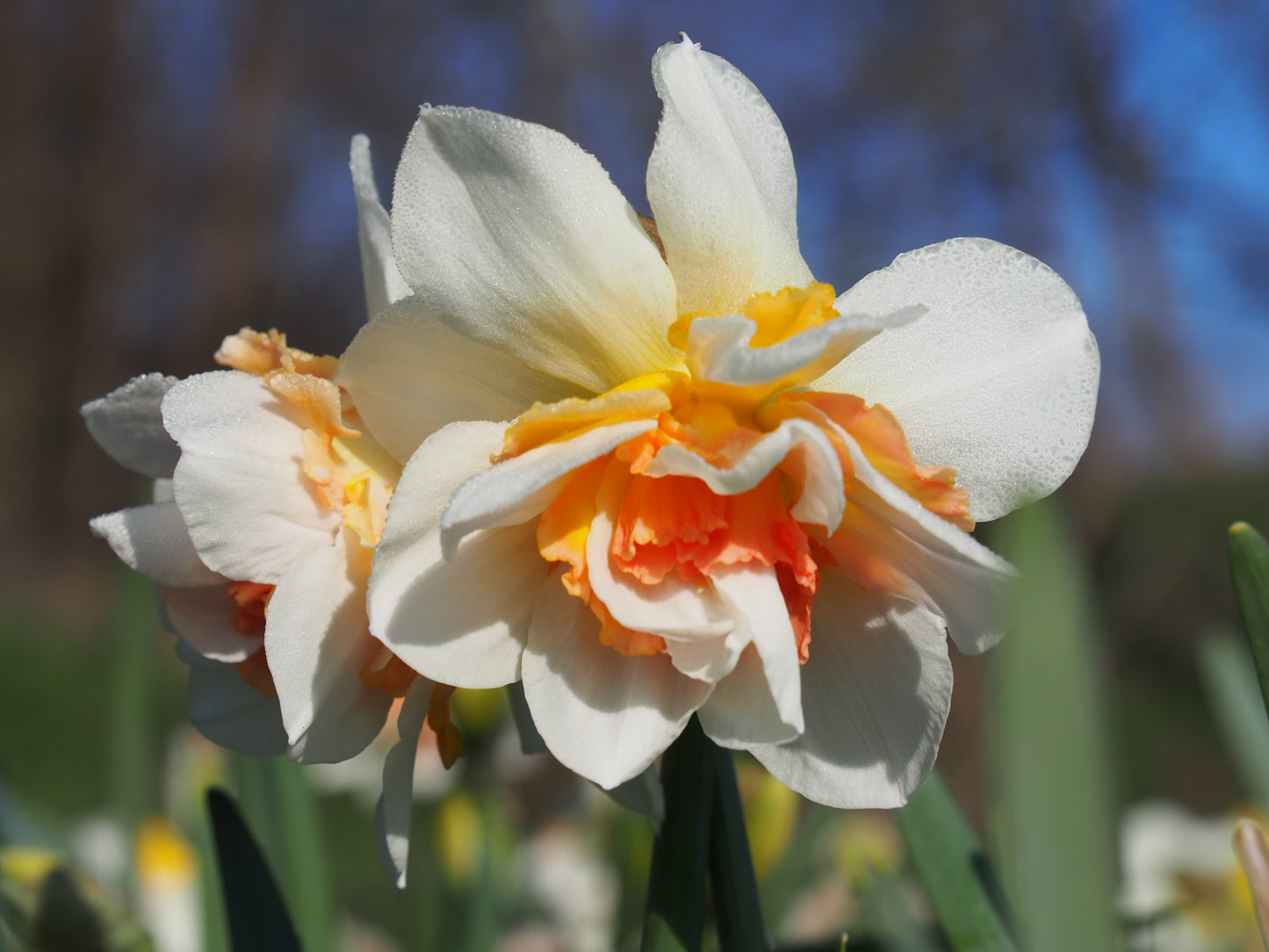 Daffodil 'Replete'