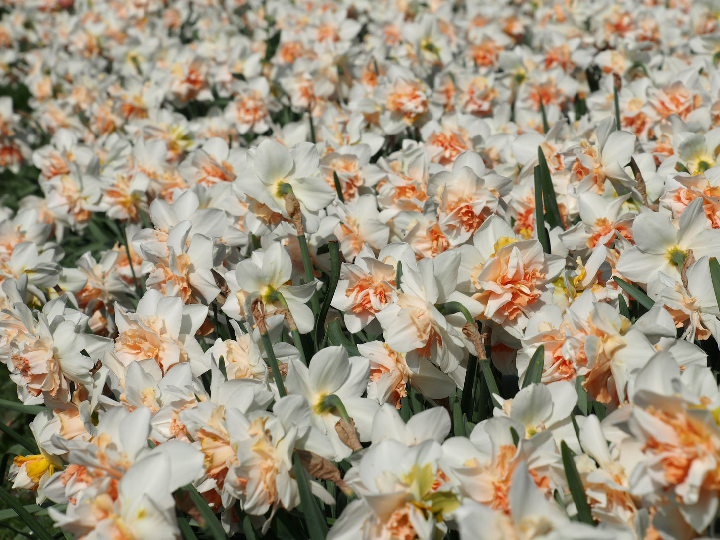 Daffodil 'Replete', 25 pcs