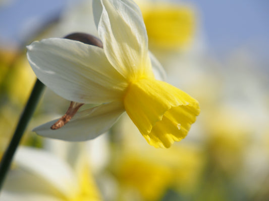 Daffodil Sailboat