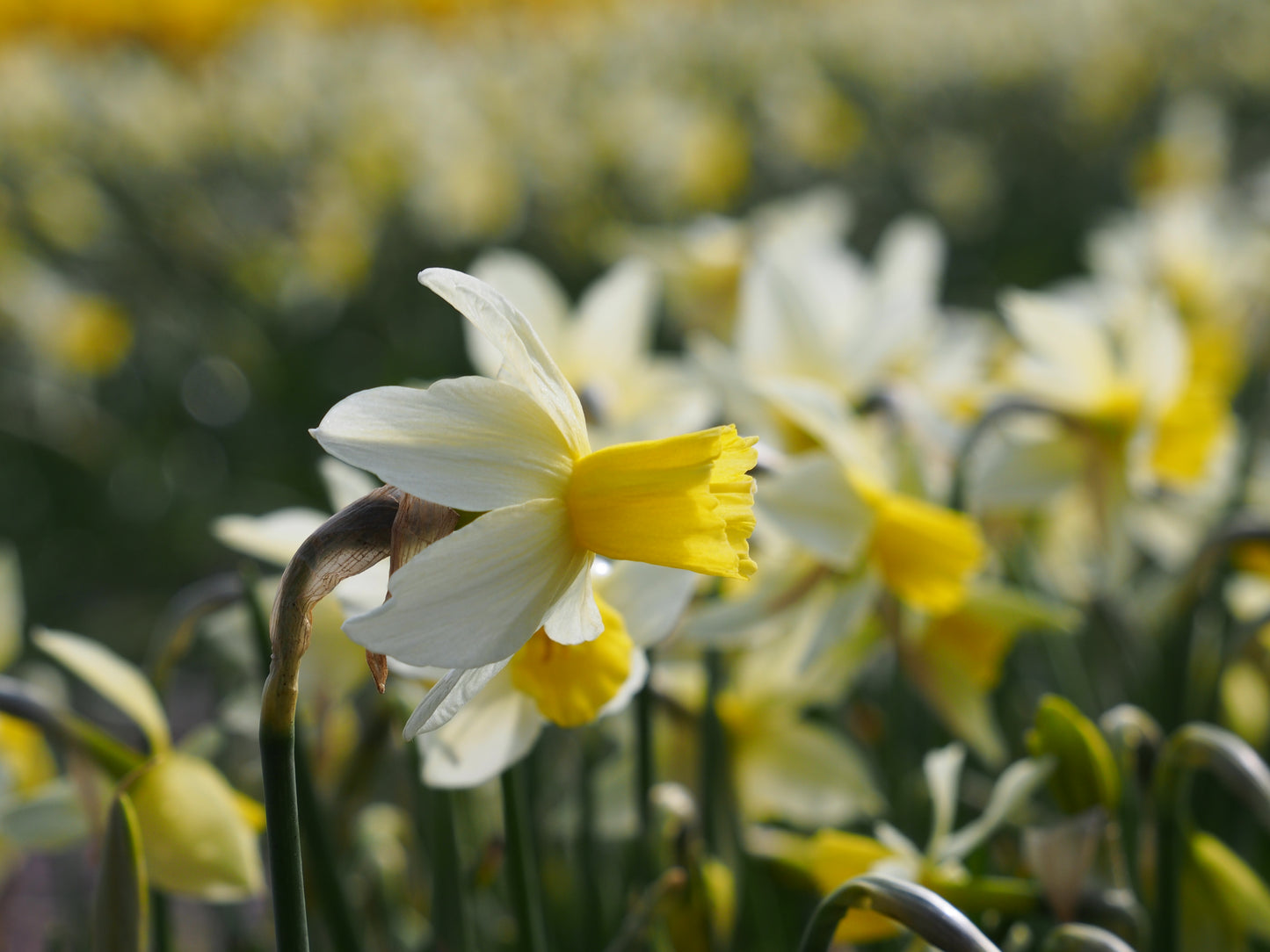 Daffodil Sailboat
