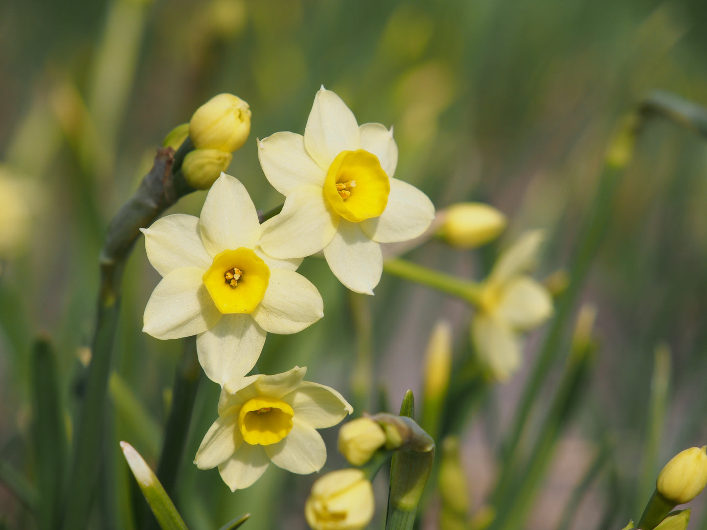 Daffodil 'Sun Disc'