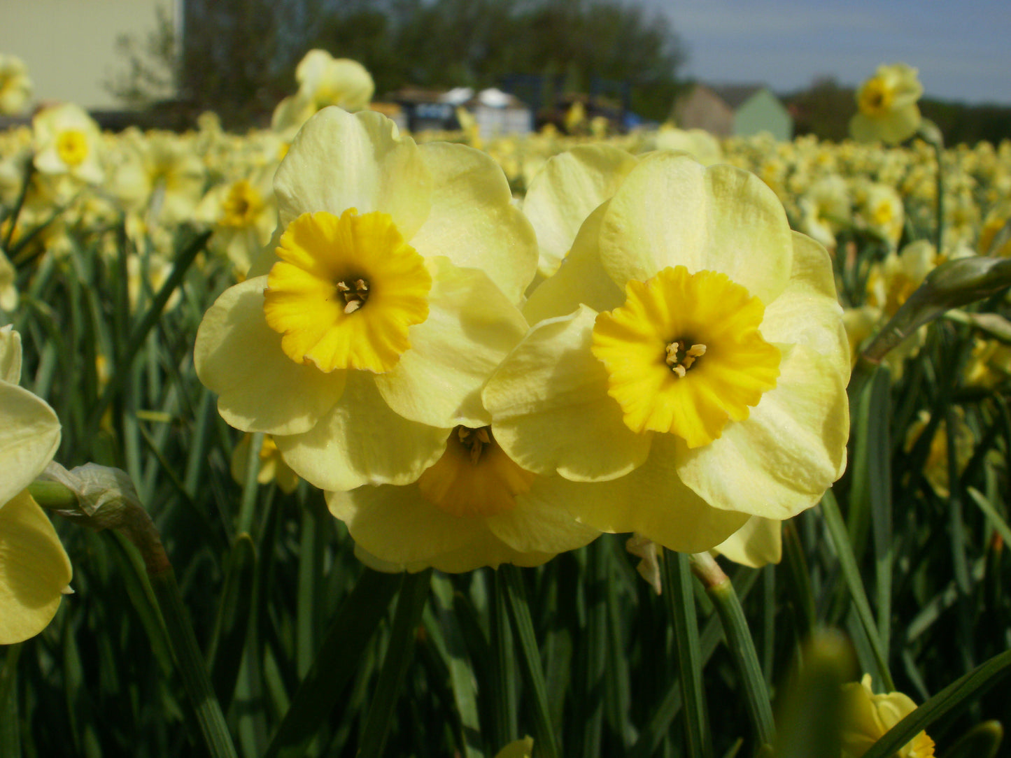Daffodil 'Sun Disc'