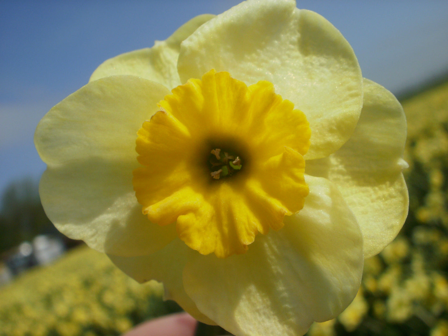 Daffodil 'Sun Disc'