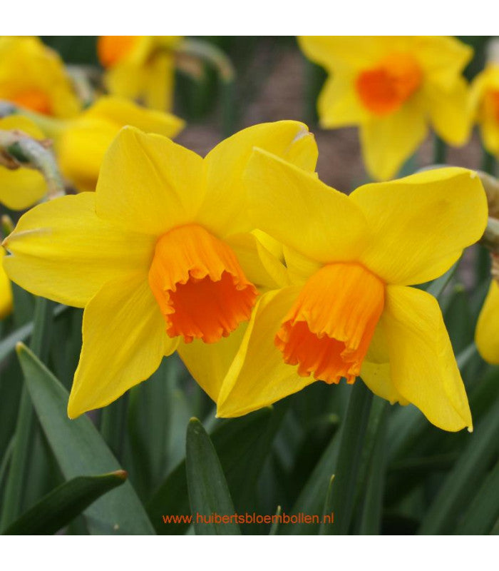 Daffodil 'Brackenhurst'