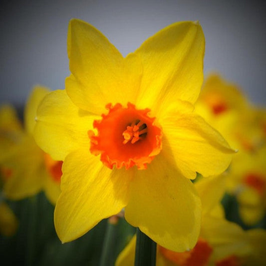 Daffodil 'Brackenhurst'