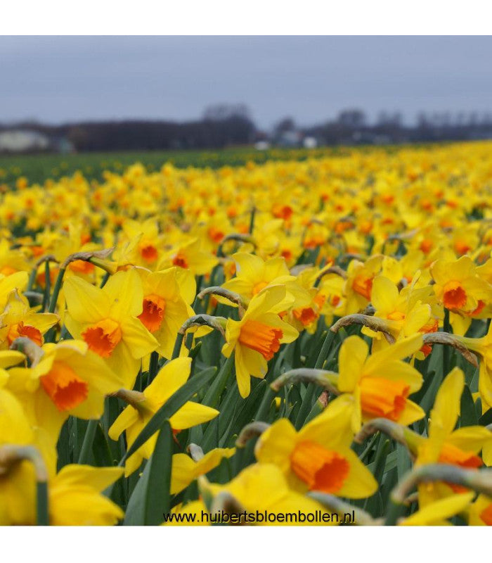 Daffodil 'Brackenhurst'