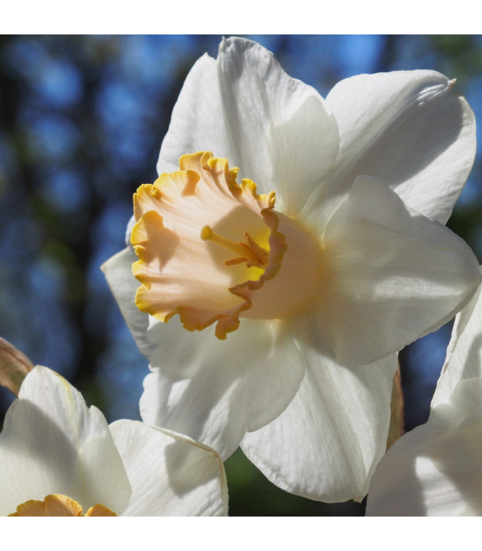 Daffodil 'Salomé'