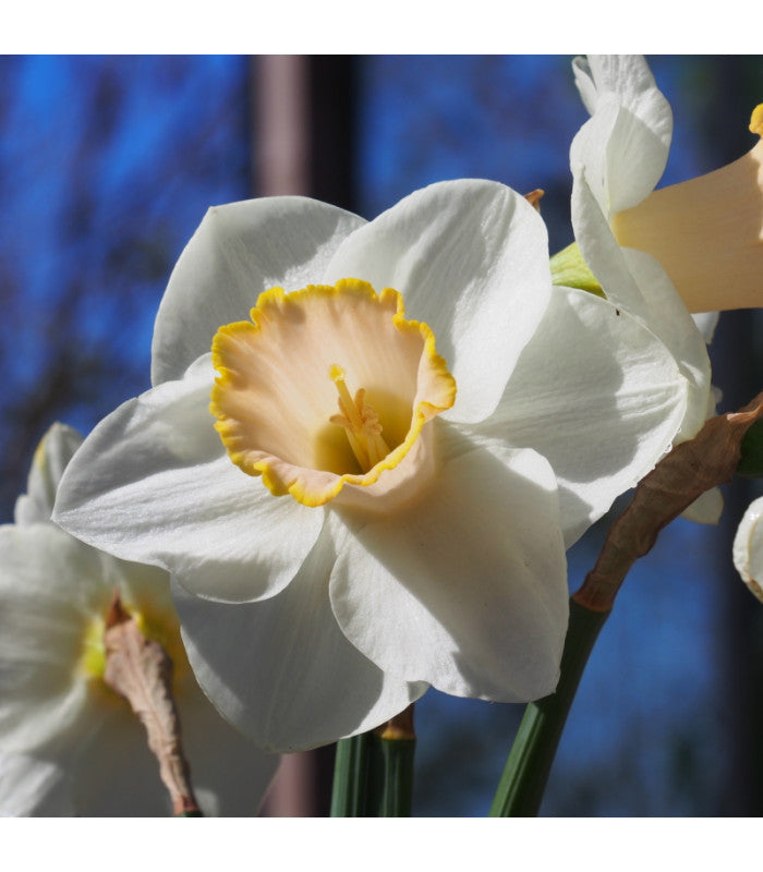 Daffodil 'Salomé'