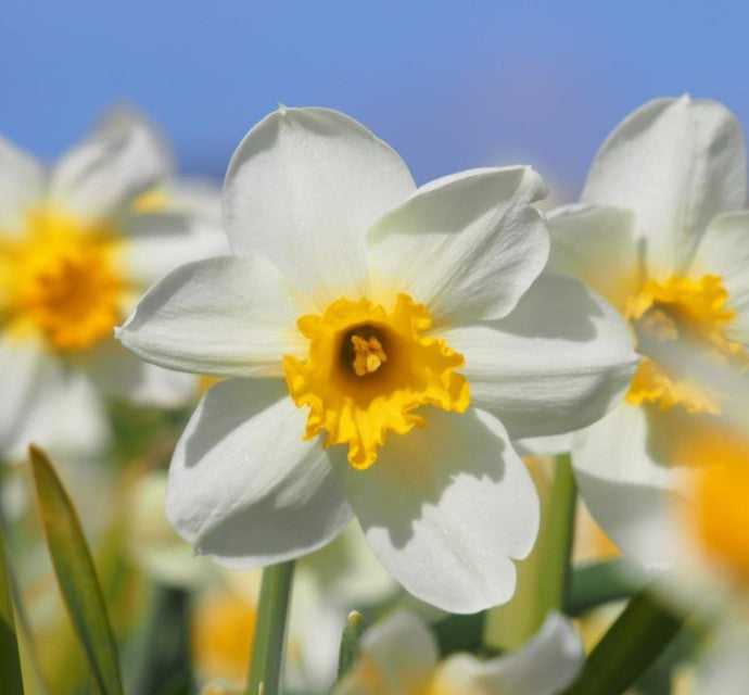 Daffodil 'Salomé'