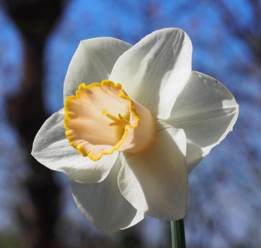 Daffodil 'Salomé'