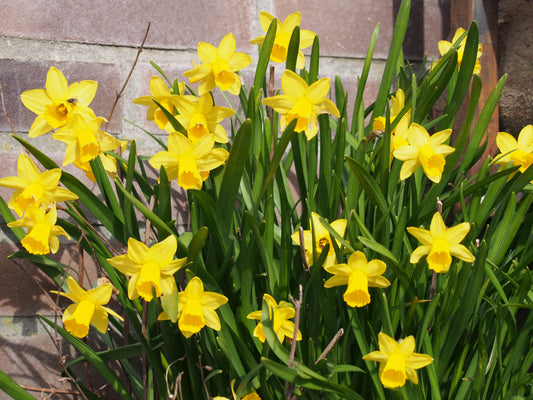 Daffodil 'Tête-à-tête'