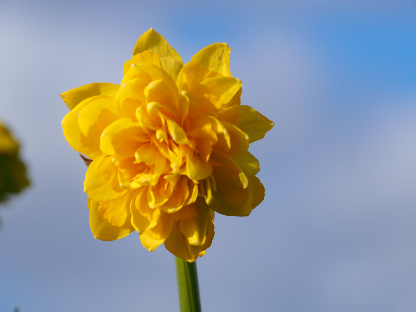 Daffodil 'Tête Rosette'