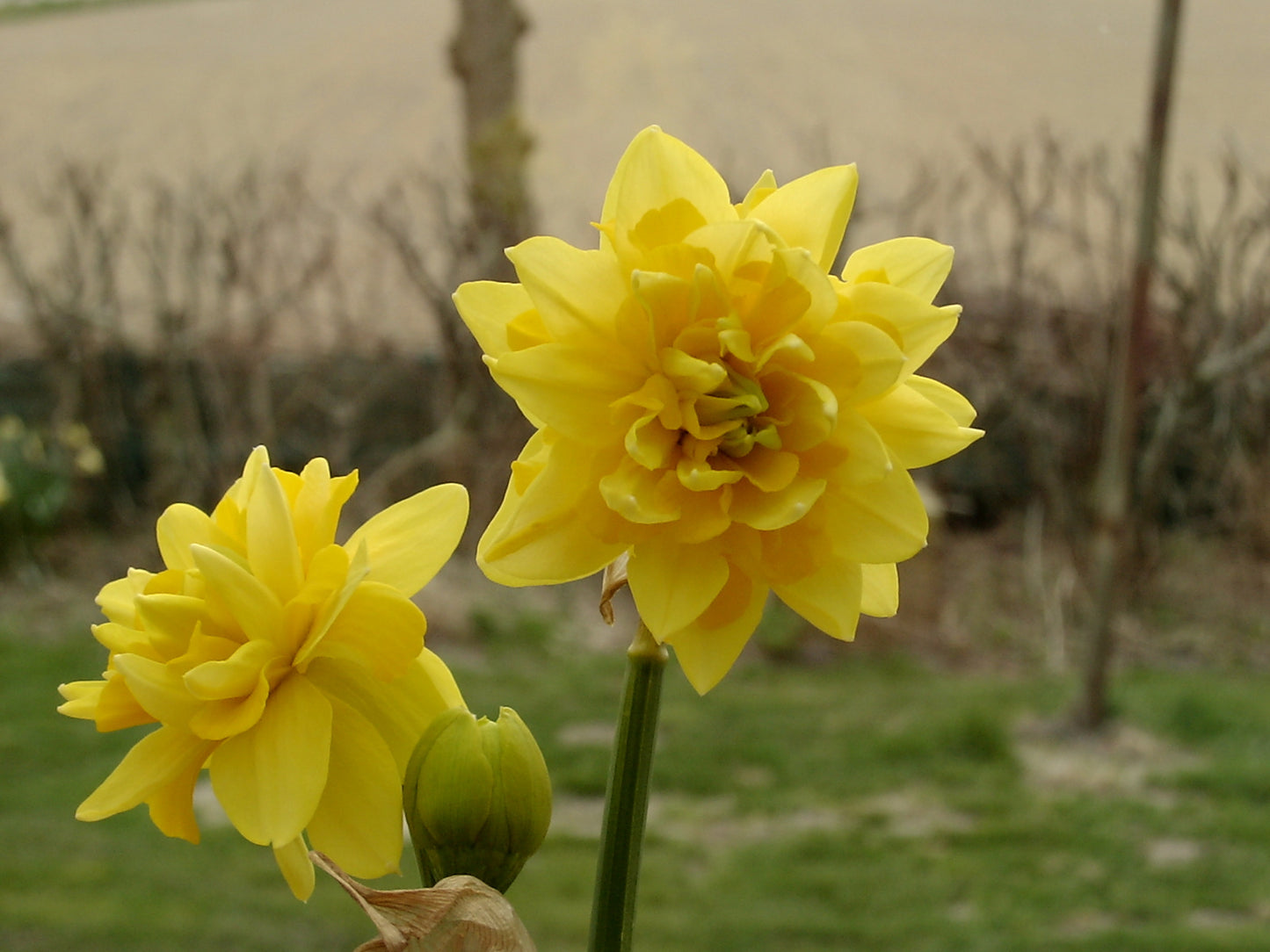 Daffodil 'Tête Rosette' (A)