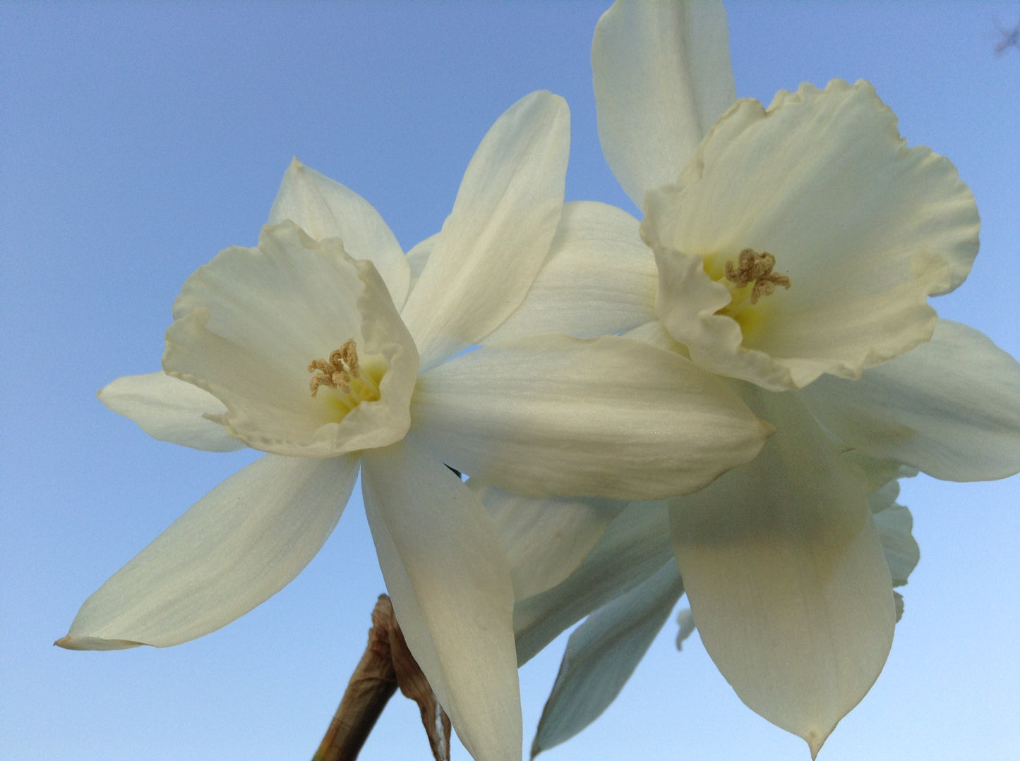 Daffodil 'Thalia'