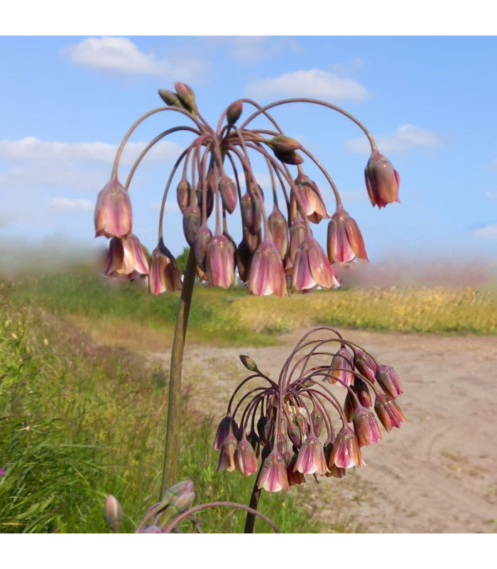 Allium Nectorascordum siculum 'Bulgaricum'