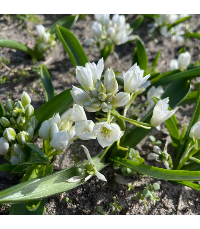 Ornithogalum oligophyllum 'White Trophy'