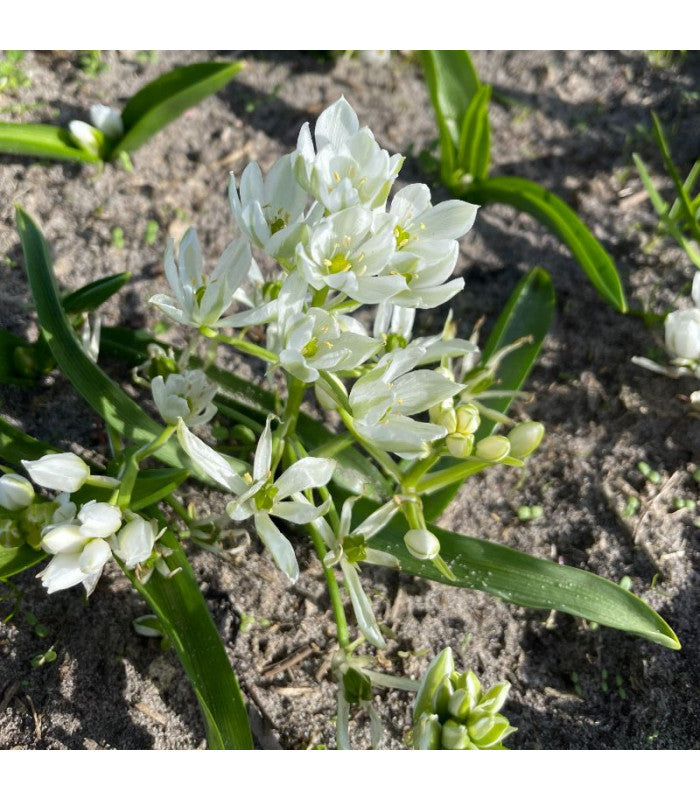 Ornithogalum oligophyllum 'White Trophy'