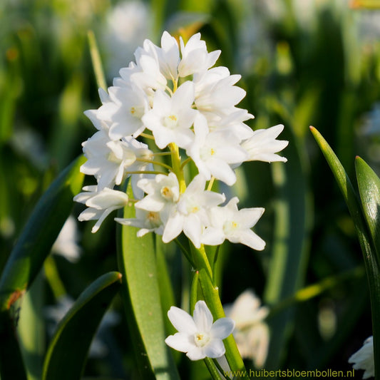 Puschkinia libanotica 'Alba'