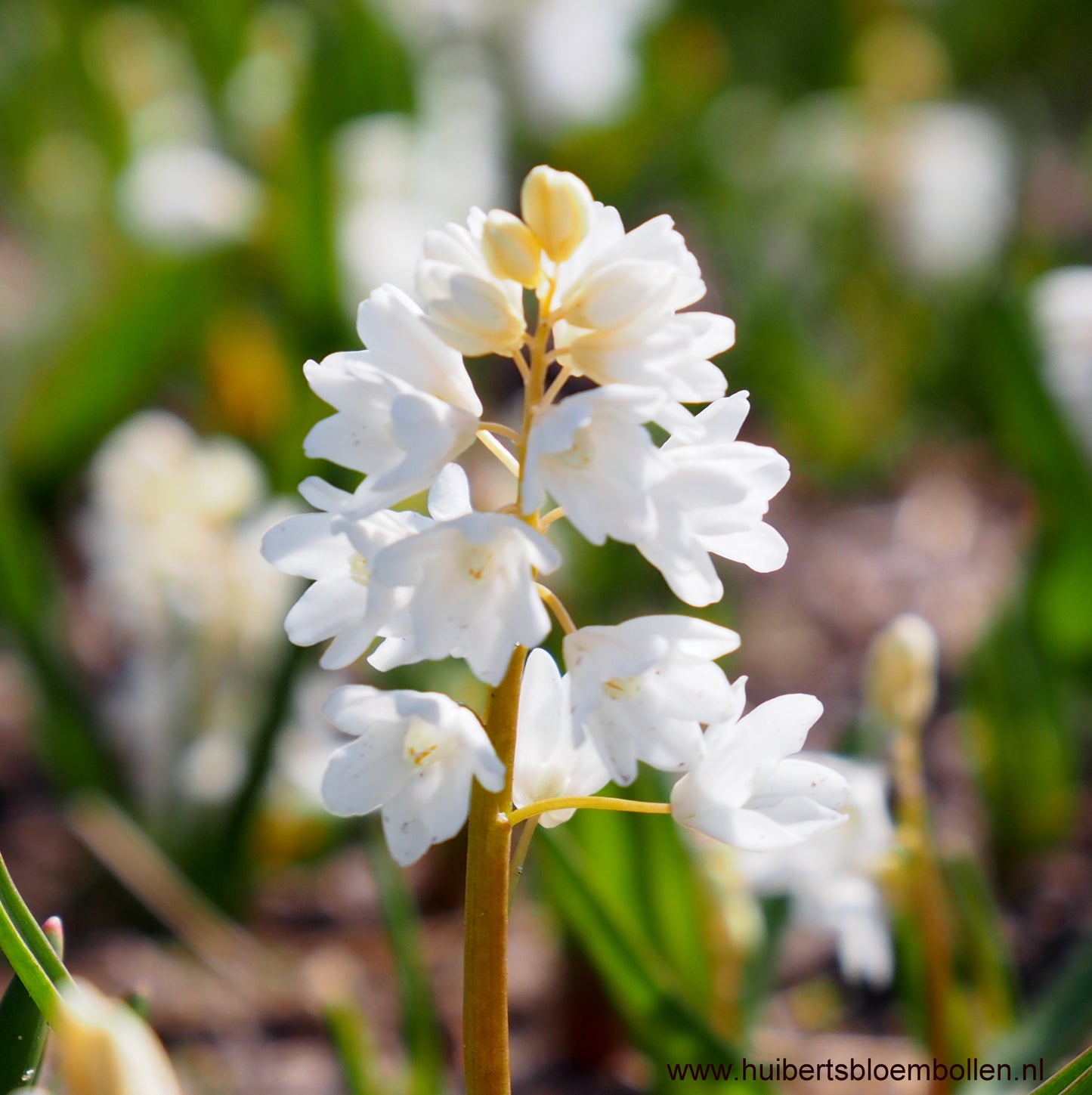 Puschkinia libanotica 'Alba'