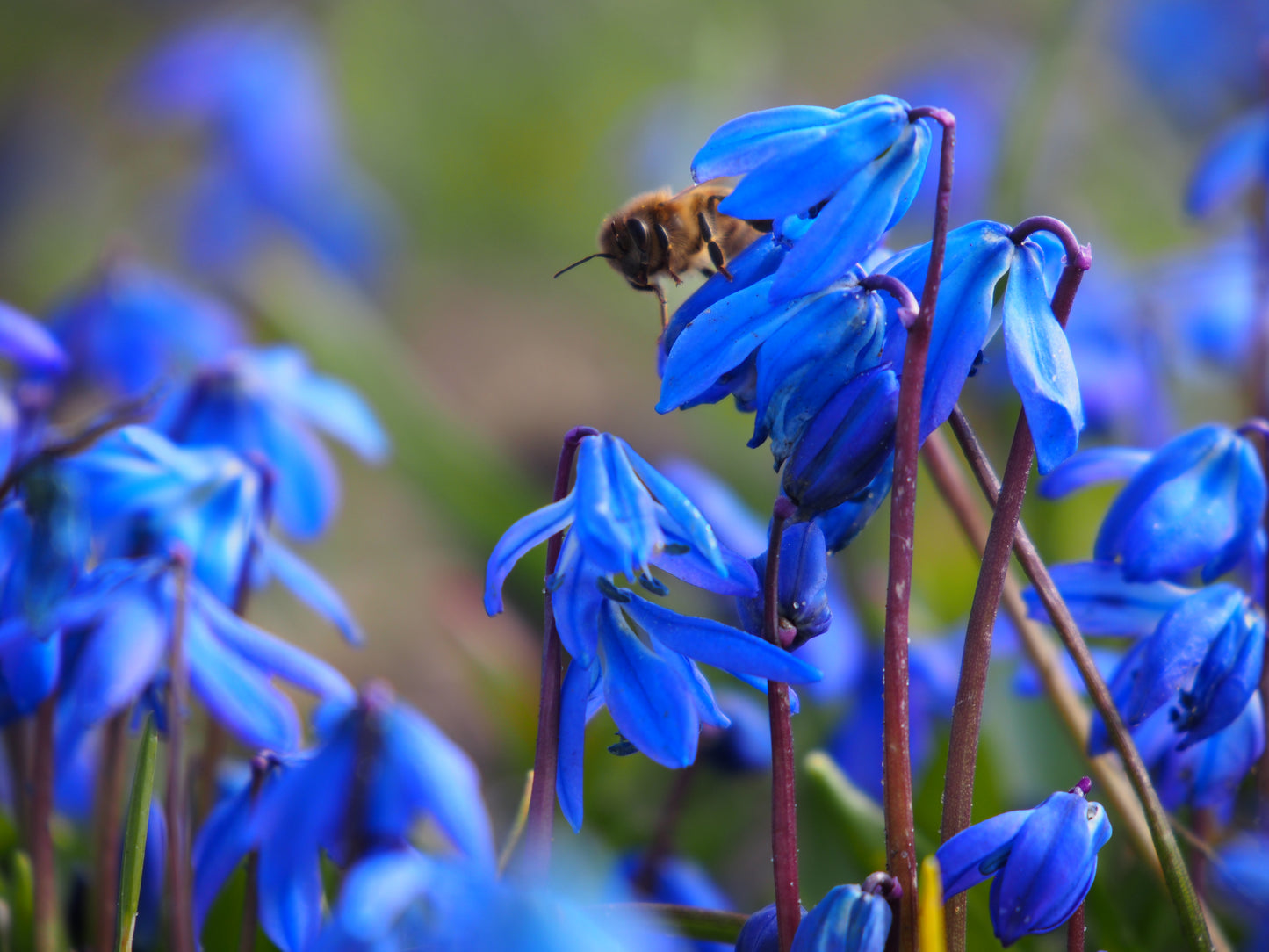 Scilla Siberia