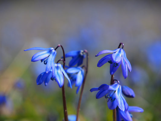 Scilla Siberia