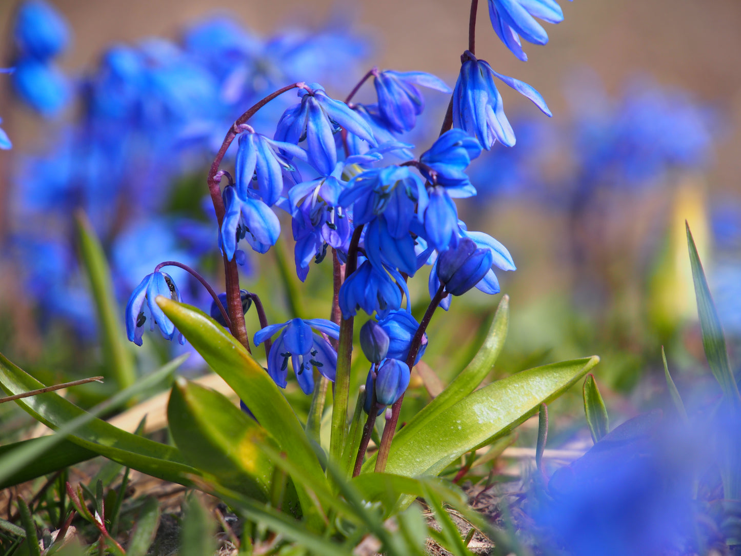 Scilla Siberia