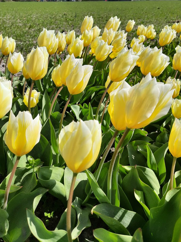 Tulipa 'Sweetheart'