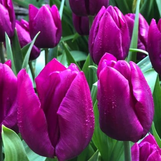 Tulipa Purple Prince