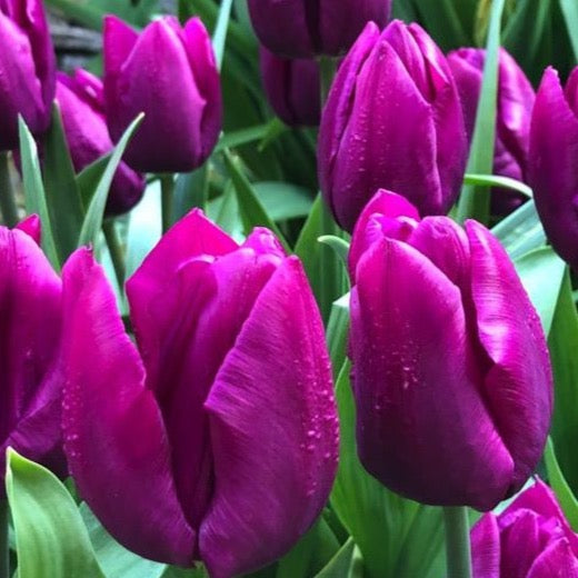 Tulipa Purple Prince, 25 pcs