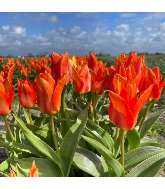 Tulipa 'Willemijn'