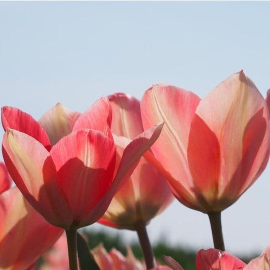 Tulipa 'Apricona'