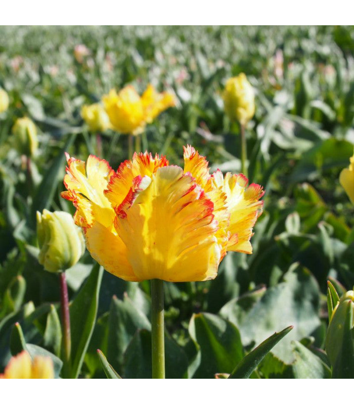 Tulipa 'Caribbean Parrot'