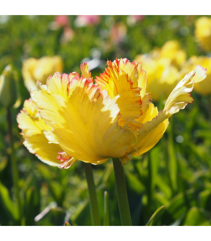 Tulipa 'Caribbean Parrot'