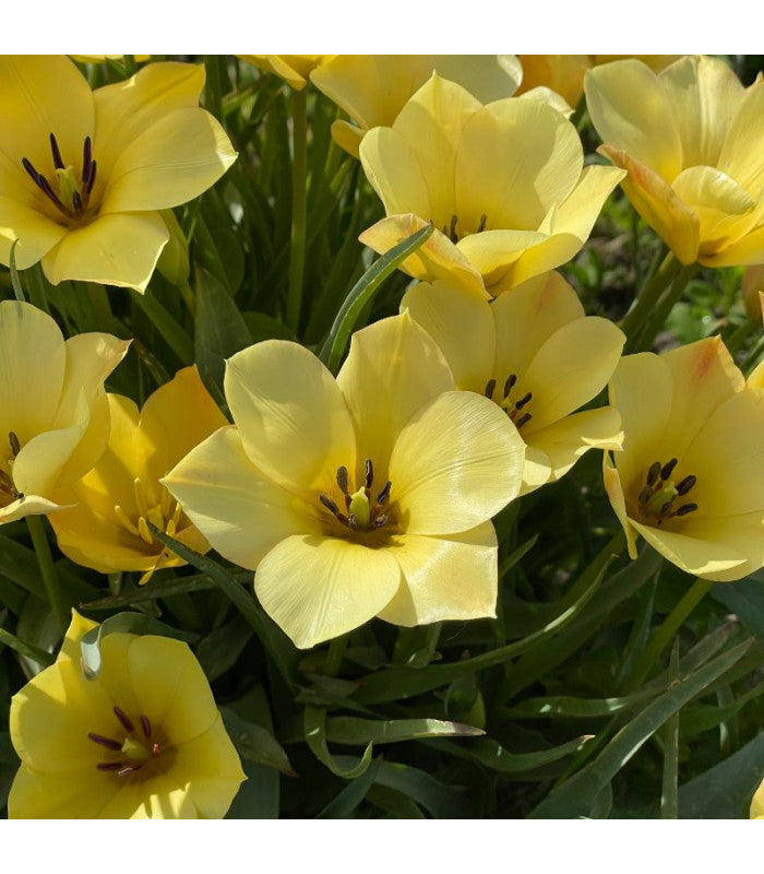 Tulipa batalinii 'Yellow Jewel'