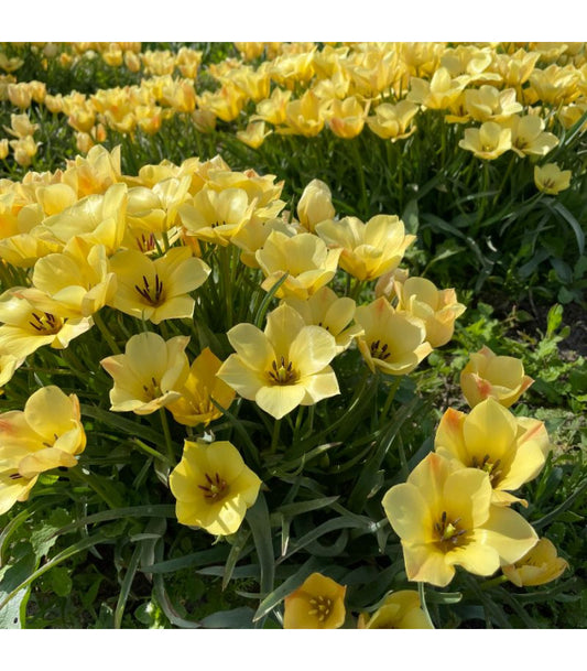 Tulipa batalinii 'Yellow Jewel'