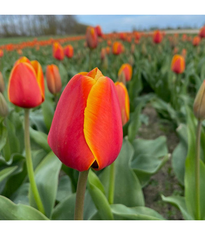 Tulipa Confusius