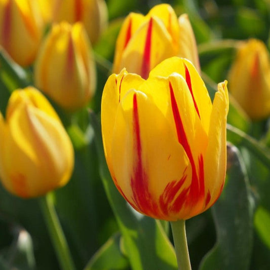 Tulipa 'Freedom Flame' (A)