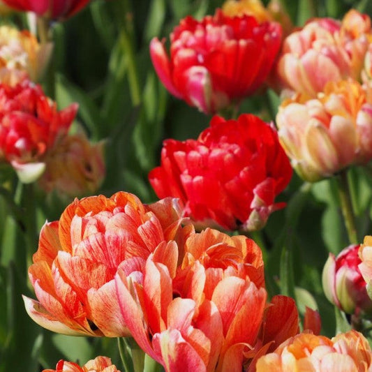 Tulipa 'Gudoshnik Double'