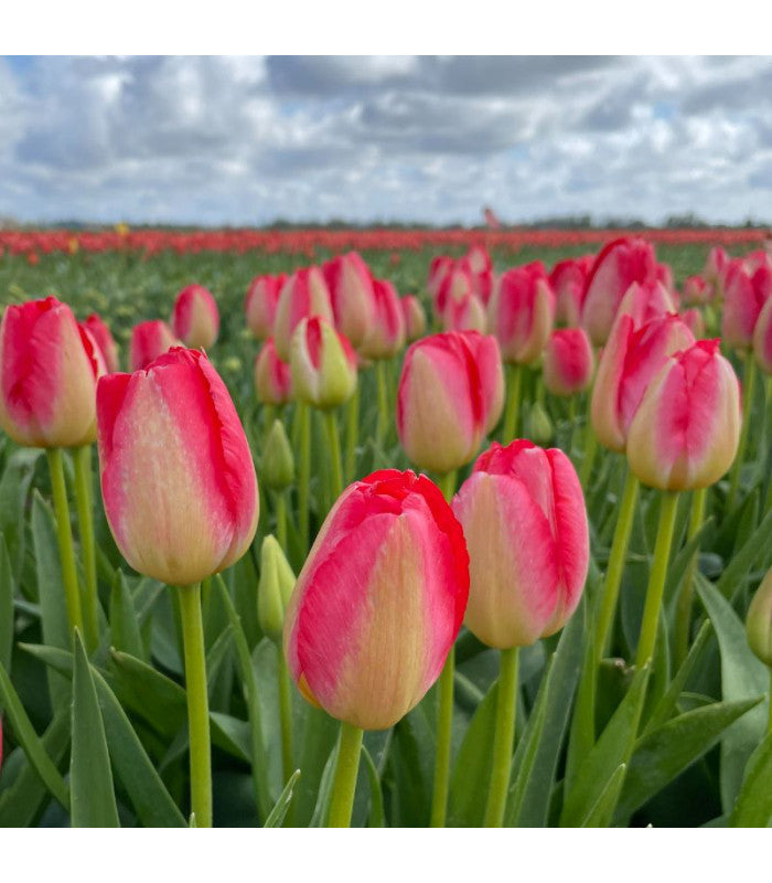 Tulipa 'Judith Leyster'