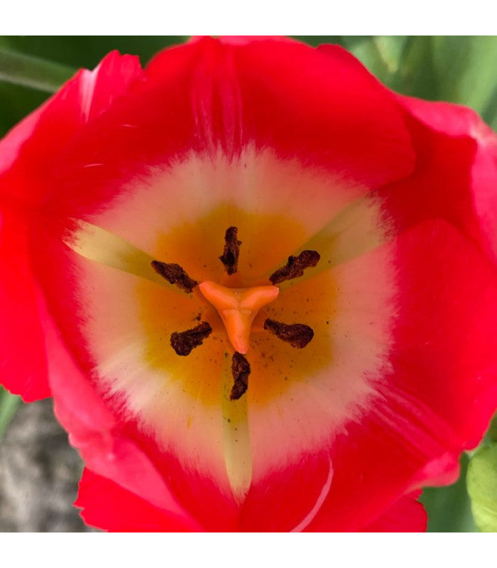 Tulipa 'Judith Leyster'