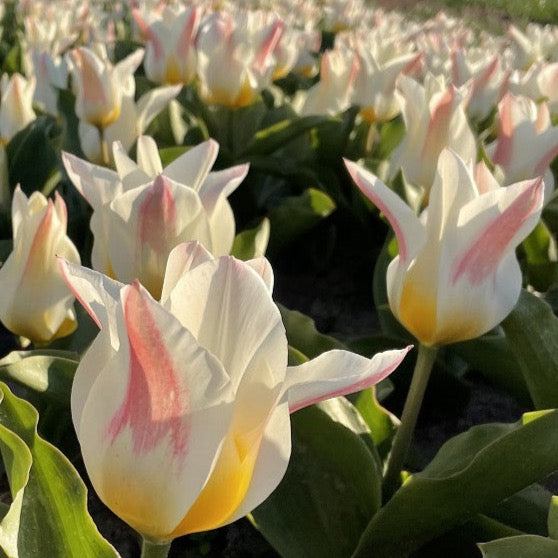 Tulipa 'Primeur Pride'