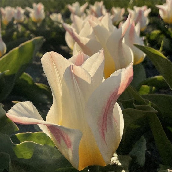 Tulipa 'Primeur Pride'