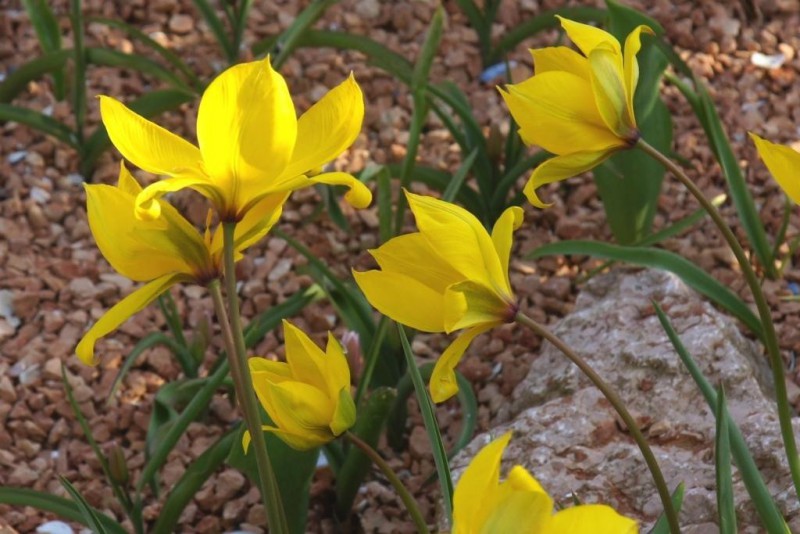 Tulipa sylvestris (A)