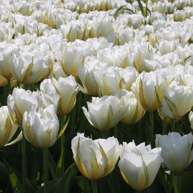 Tulipa 'Exotic White Emperor' (White Valley)