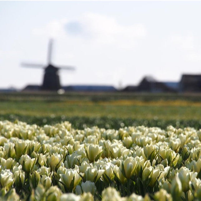 Tulipa 'Exotic White Emperor' (White Valley)