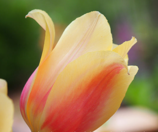 Tulipa 'Blushing Lady'