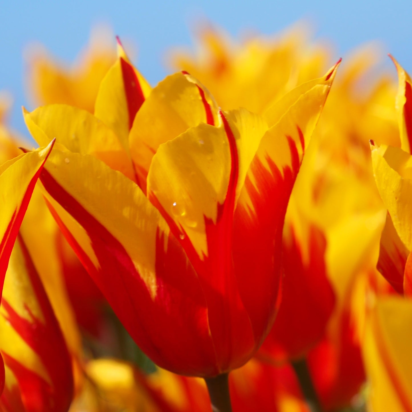 Tulipa 'Fire Wings'