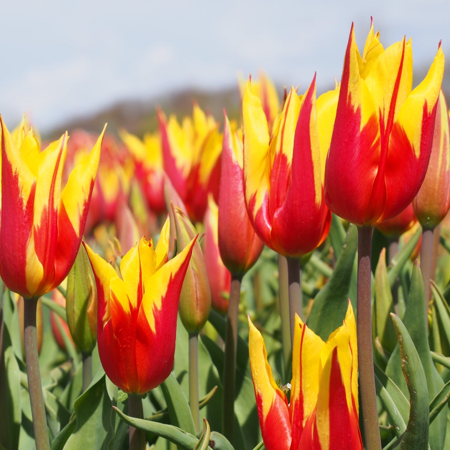 Tulipa 'Fire Wings'