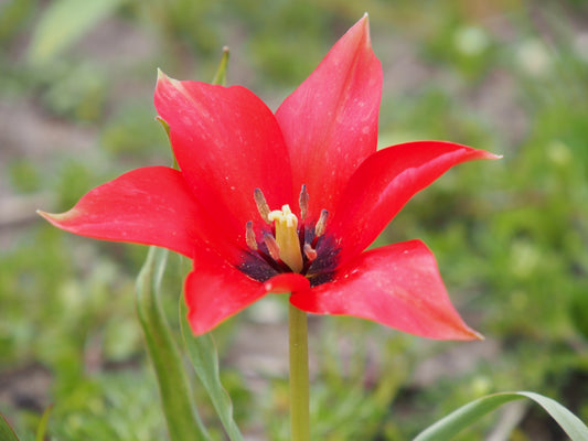 Tulipa linifolia, 25 pcs