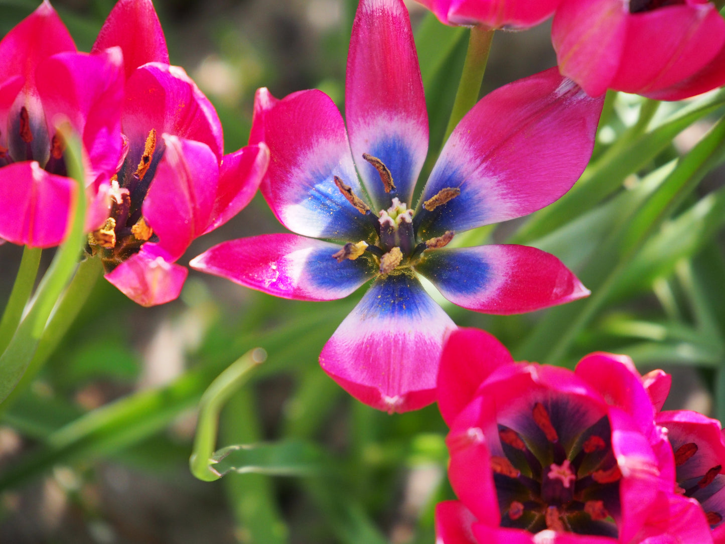 Tulipa 'Little Beauty'